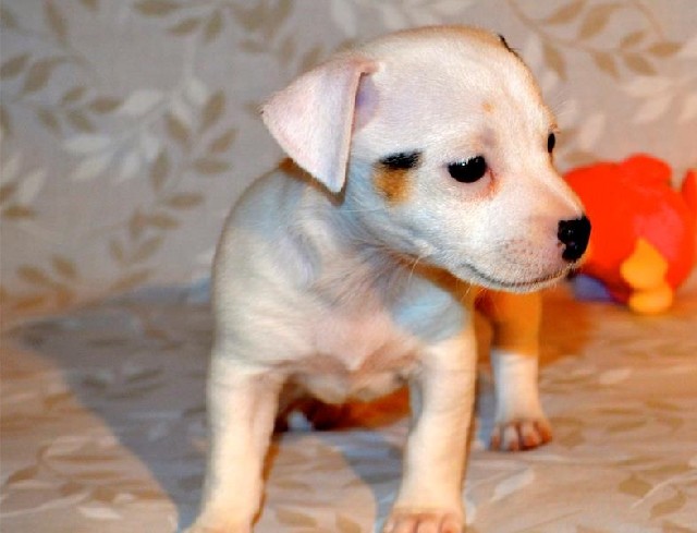 Foto 1 - Bien entrenado pedigr perrito de jack russell