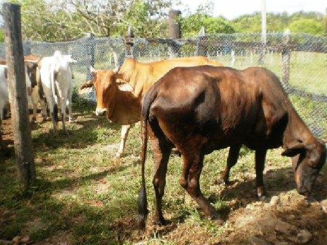 Foto 1 - Vendo gado gordo