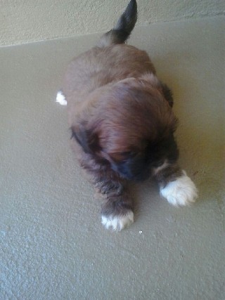 Foto 1 - Lhasaapso